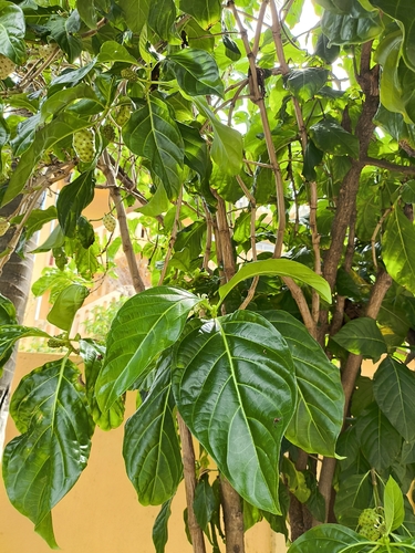 Morinda observed 2026-10-25