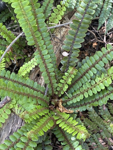 Cranfillia fluviatilis observed 2026-10-25