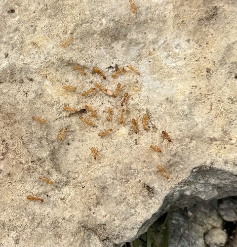 Camponotus festinatus