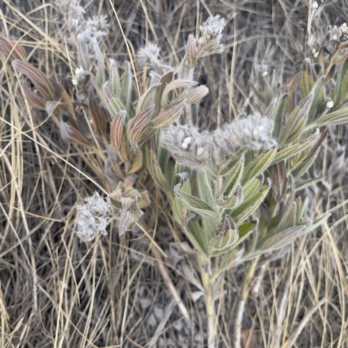Lithospermum parviflorum, 2026-10-25