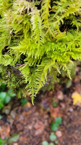 Kindbergia oregana observed 2026-10-25