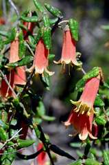 Correa reflexa scabridula