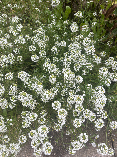 Draba, 2026-10-25