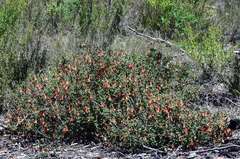 Correa reflexa scabridula