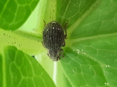 Brachysomus echinatus