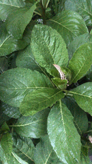 Phytolacca acinosa