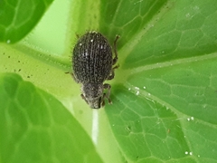 Brachysomus echinatus