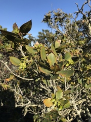 Quercus parvula parvula