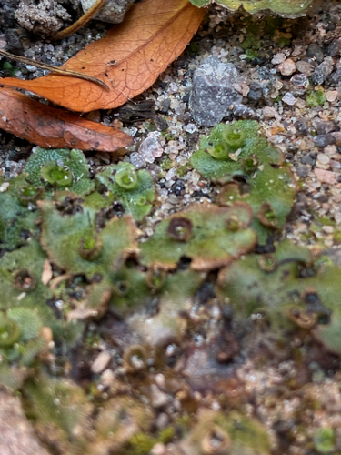 Marchantia observed 2026-10-25