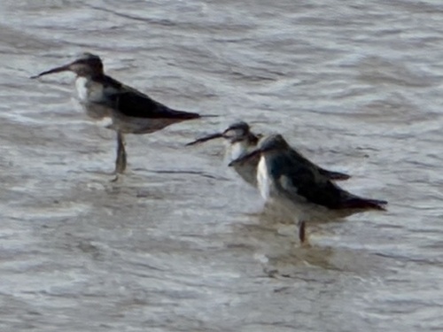 Wilson's Phalarope