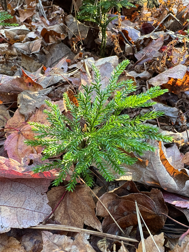 Dendrolycopodium obscurum observed 2026-10-25