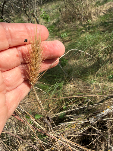 Elymus virginicus, 2026-10-25