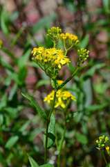 Senecio linearifolius latifolius