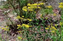 Senecio linearifolius latifolius