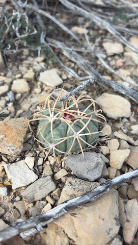 Echinocactus horizonthalonius, 2026-10-25
