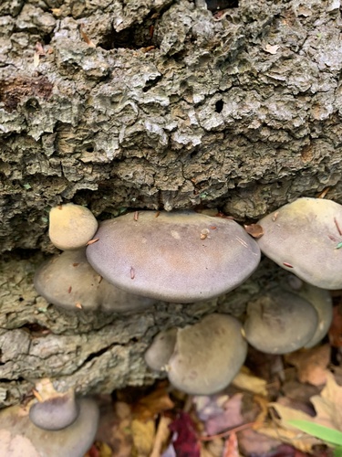 Late Oyster
