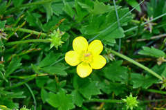 Ranunculus graniticola