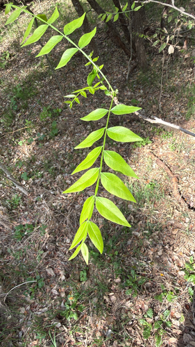 Sapindus saponaria observed 2026-10-25