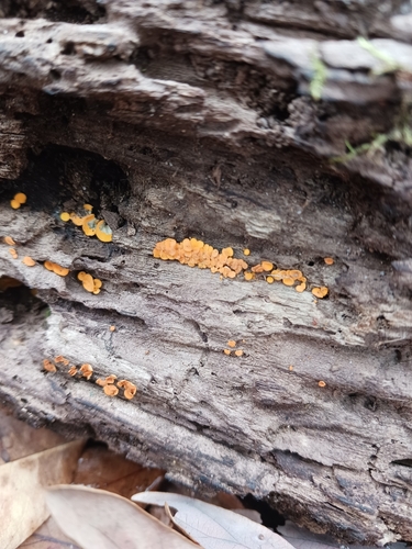 Calycina citrina, 2026-10-25