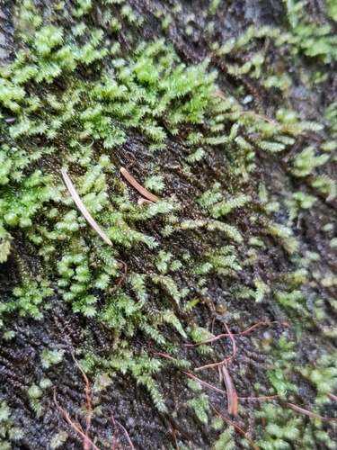 Hygrohypnum luridum observed 2026-10-24
