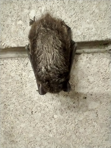 Lasionycteris noctivagans observed 2026-10-25