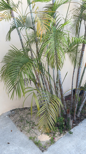 Areca observed 2026-10-25