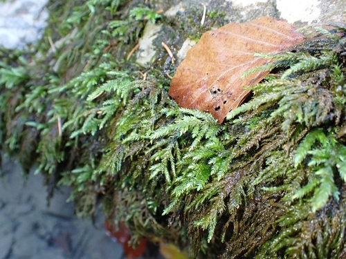 Thamnobryum alopecurum observed 2026-10-24