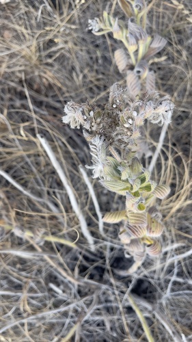 Lithospermum parviflorum, 2026-10-25
