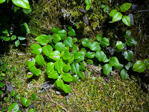 Gaultheria ovatifolia observed 2026-10-23