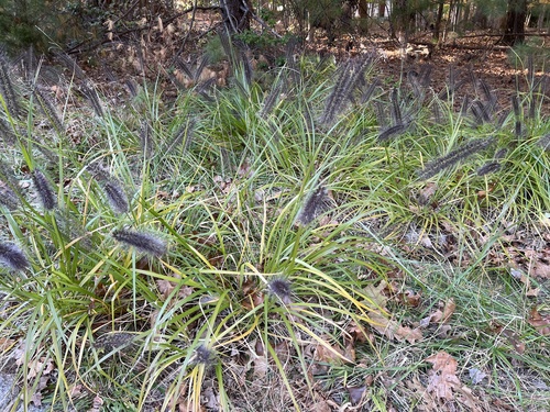 Cenchrus alopecuroides observed 2026-10-25