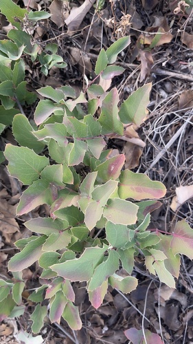 Mahonia repens, 2026-10-25