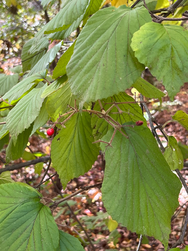 Viburnum dilatatum observed 2026-10-25