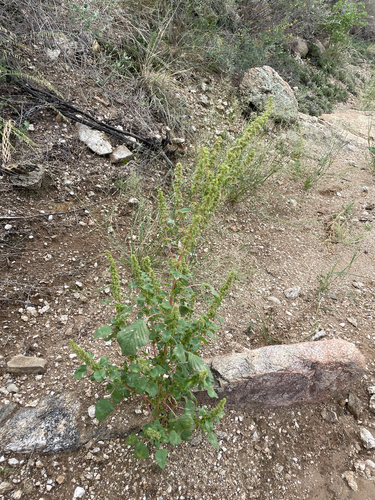 Palmer's Amaranth