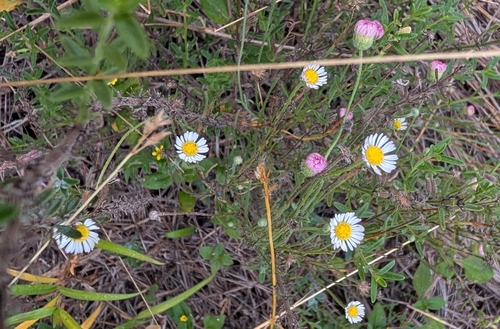 Plains fleabane