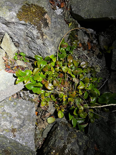 Gaultheria ovatifolia observed 2026-10-23