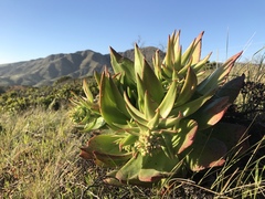 Dudleya candelabrum