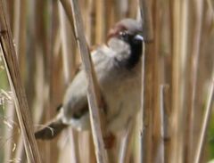 Passer domesticus