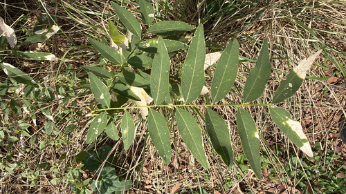 Sapindus saponaria observed 2026-10-25