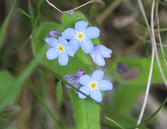 Myosotis sylvatica
