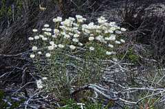 Coronidium waddelliae