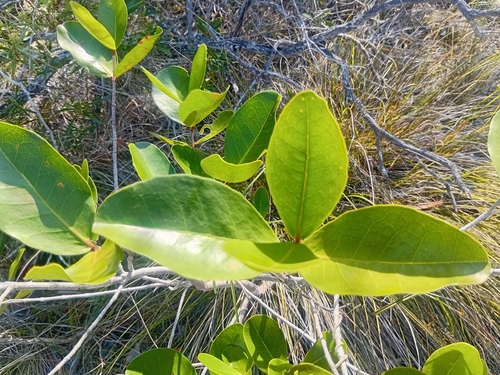 Austrobuxus carunculatus observed 2026-10-24