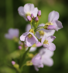 Cardamine pratensis