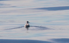 Phalaropus lobatus