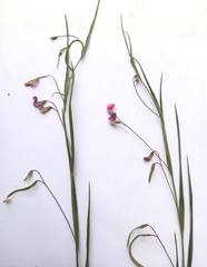 Lathyrus sphaericus