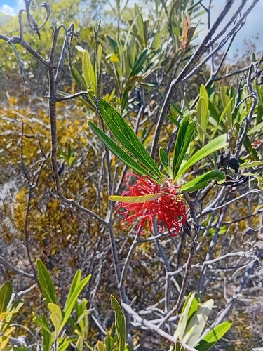 Grevillea meisneri observed 2026-10-24