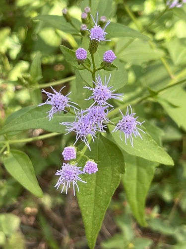 Chromolaena odorata observed 2026-10-25