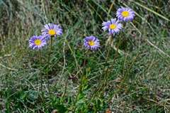 Brachyscome spathulata spathulata