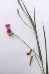 Lathyrus sphaericus
