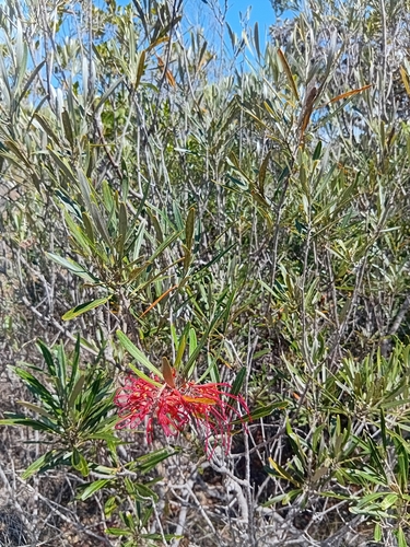 Grevillea meisneri observed 2026-10-24