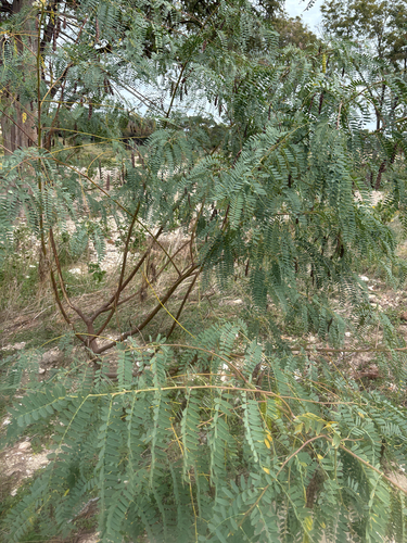 Sesbania observed 2026-10-25